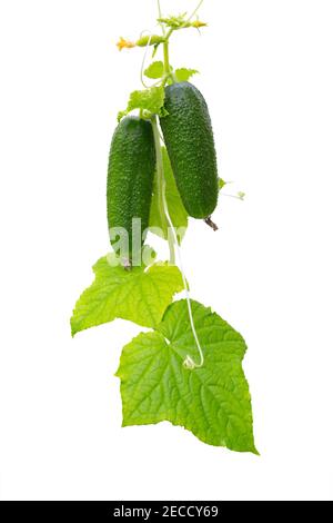 Gurkenpflanze. Gurke mit Blättern und Blumen isoliert auf weißem Hintergrund. Wachsende Gurkenpflanze im Garten. Stockfoto