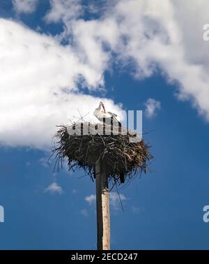 Ein weißer Storch mit einem roten Schnabel und schwarzen Flügeln in einem Nest auf einer Stange. Beobachtung von Vögeln in ihrem natürlichen Lebensraum. Ornithologische Beobachtungen. Storch A Stockfoto