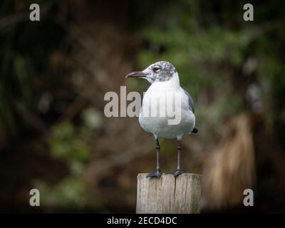 Nicht brütende Lachmöwe posiert Stockfoto