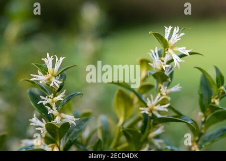 Nahaufnahme von Blumen auf einer süßen Schachtel (sarcococca confusa) Strauch Stockfoto