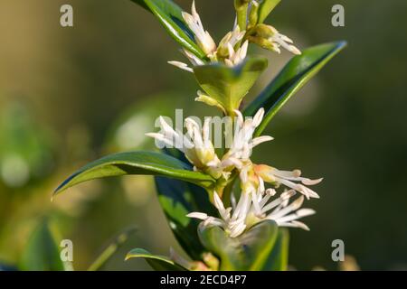 Nahaufnahme von Blumen auf einer süßen Schachtel (sarcococca confusa) Strauch Stockfoto