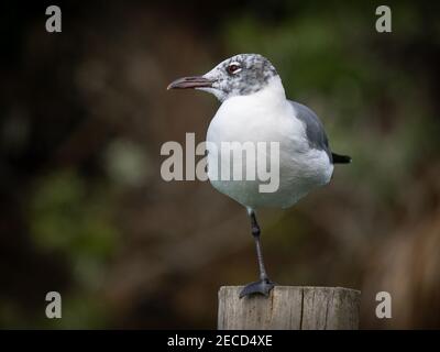 Nicht brütende Lachmöwe posiert Stockfoto