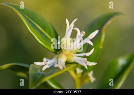 Nahaufnahme von Blumen auf einer süßen Schachtel (sarcococca confusa) Strauch Stockfoto