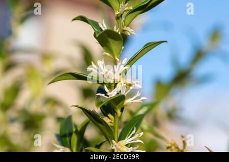 Nahaufnahme von Blumen auf einer süßen Schachtel (sarcococca confusa) Strauch Stockfoto