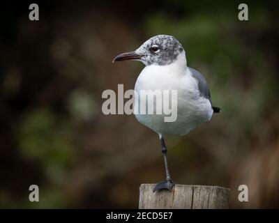 Nicht brütende Lachmöwe posiert Stockfoto