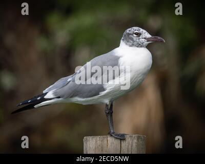 Nicht brütende Lachmöwe posiert Stockfoto