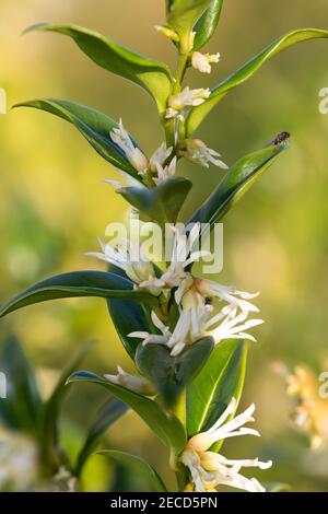 Nahaufnahme von Blumen auf einer süßen Schachtel (sarcococca confusa) Strauch Stockfoto