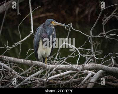 Dreifarbiger Reiher mit Ästen Stockfoto