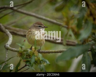 Kleiner Palmsänger auf einem Ast Stockfoto