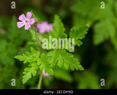 Farbfoto der Pflanze Herb Robert ( Geranium Robertianum) Stockfoto