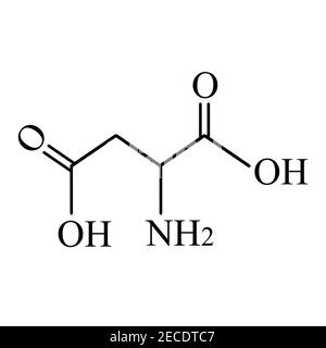 Asparaginsäure ist eine Aminosäure. Chemische Molekülformel Asparinsäure ist eine Aminosäure. Vektorgrafik auf isoliertem Hintergrund Stock Vektor