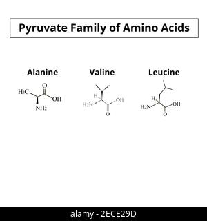 Die Pyruvat Familie der Aminosäuren. Chemische molekulare Formeln der Aminosäure Alanin, Valin, Leucin. Vektorgrafik auf isoliertem Hintergrund Stock Vektor