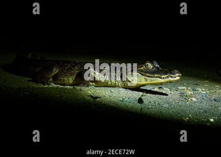 Brillencaiman - Caiman crocodilus auch bekannt als weißer oder gemeiner Caiman oder gesprenkelten Caiman in der Nacht, Krokodil in Alligatoridae, bräunlich, Ye Stockfoto
