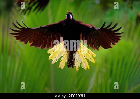 Fliegender tropischer Vogel Montezuma Oropendola - Psarocolius montezuma New World tropischer Eisvogel, karibische Küstenniederungen, Mexiko, Panama, Nicara Stockfoto