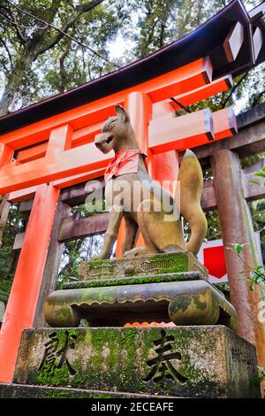 Steinstatue des japanischen gottes Fox gegen Red Torii Tor Hintergrund im grünen Park der Stadt Kyoto. Stockfoto