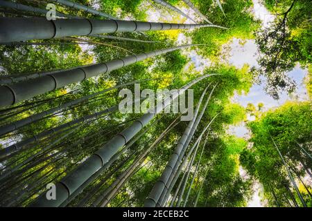 Hohe immergrüne Bambuspflanzen in Kyoto-Stadt von Japan wachsen bis zum Himmel in der Bottom-up-Ansicht. Stockfoto