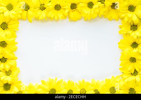 Layout von hellen gelben natürlichen Blumen auf weißem Hintergrund. Blumenrahmen aus Gänseblümchen. Muster von frischen Pflanzen auf einfarbigem Hintergrund. Frühling Stockfoto