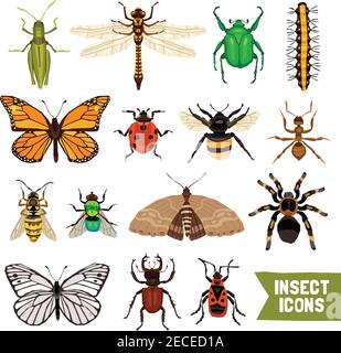 Insekten Symbole Gesetzt. Insekten Flache Vektor-Illustration. Insekten Isoliert Dekoratives Set. Design-Set Für Insekten. Sammlung Von Insekten-Elementen. Stock Vektor