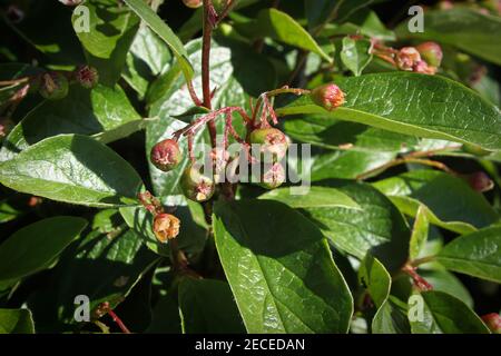 Bckground aus Cotoneasterblättern und grünen Beerenhaufen Stockfoto