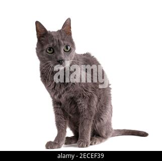 Vintage graue Katze 19 Jahre alt auf weißem Hintergrund Stockfoto