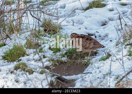 Holzhahn (Scolopax rusticola). Sondierung, mit langen Bill in einem schneefreien Fleck in einem Graben Seite Bank. Suche nach wirbellosen Lebensmitteln. Profil, Seite vi Stockfoto