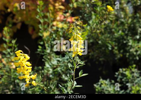 Selektiver Fokus auf einen Cyni-Besenstrauch mit Blüten Stockfoto