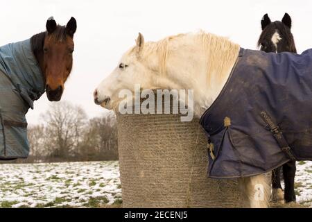 Pferde im Winterteppich stehen auf dem mit Schnee bedeckten Feld neben Heuballen, Kent Stockfoto