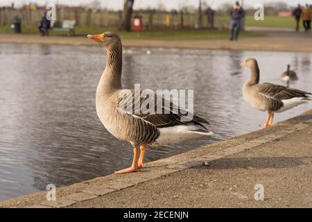 Zwei Enten, die neben dem Wasserteich standen und nach oben schauten Um im Londoner Park die Sonne zu scheinen Stockfoto