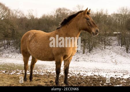 Pony stehend in einem Feld mit Schnee bedeckt von Sturm darcy in Kent Farm, England Stockfoto