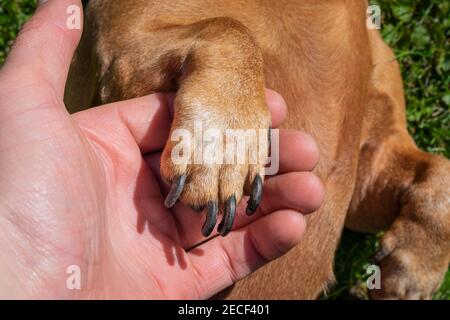 Dackel Hundepfote in der Handfläche des Mannes. Der Mensch hält die Pfote des Hundes in der Handfläche. Stockfoto