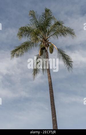 Schöne Palme gegen teilweise bewölkten Himmel, Los Angeles, Kalifornien Stockfoto