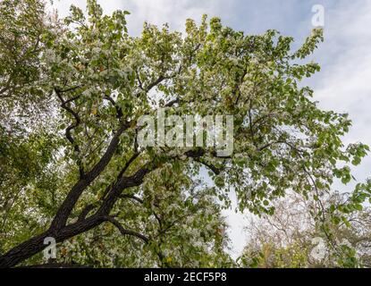 Schöner blühender immergrüner Birnenbaum in Los Angeles, Kalifornien Stockfoto