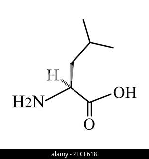 Aminosäure Leucin. Chemische molekulare Formel von Aminosäure Leucin. Vektorgrafik auf isoliertem Hintergrund Stock Vektor
