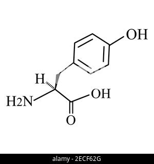 Die Aminosäure Tyrosin. Chemische molekulare Formel von Tyrosin Aminosäure. Vektorgrafik auf isoliertem Hintergrund Stock Vektor