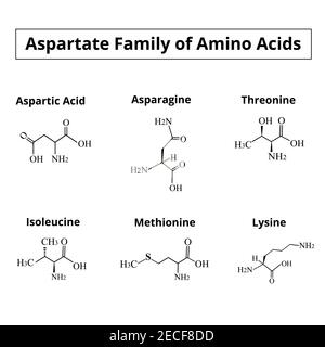Eine Familie von Aminosäuren Aspartat. Chemische Molekülformeln von Aminosäuren Aspartat, Asparagin, Threonin, Isoleucin, Methionin, Lysin. Vektor Stock Vektor