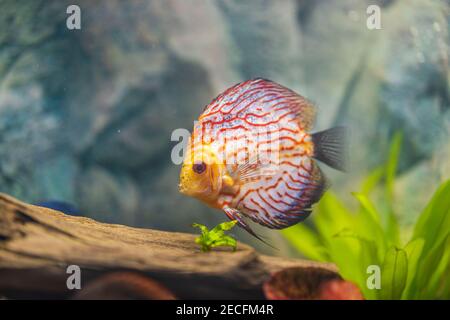 Nahaufnahme der wunderschönen Schachbrettmuster rote Karte Diskus Aquarium Fische isoliert. Hobby-Konzept. Stockfoto