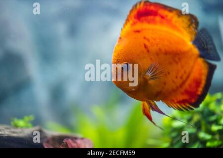 Nahaufnahme der wunderschönen roten Melone Diskus Aquarium Fische isoliert auf blauem Hintergrund. Hobby-Konzept. Stockfoto