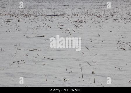 Getreidestoppel in einem schneebedeckten Feld im Winter Stockfoto