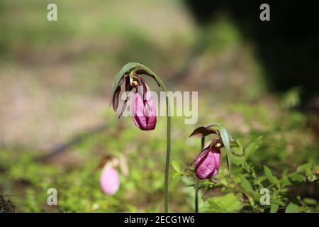 Pink Lady's Slipper oder Mokassin Flower Orchid Wildflower, Nordamerika (Cypripedium acaule) Stockfoto