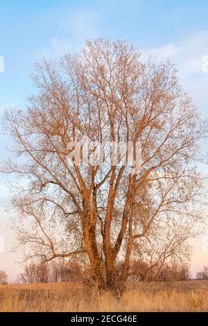 Östliches Baumwollholz (Populus deltoides) bei Sonnenuntergang, Herbst, E USA, von Dominique Braud/Dembinsky Photo Assoc Stockfoto