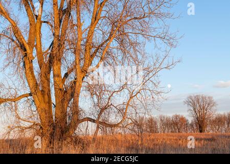 Östliches Baumwollholz (Populus deltoides) bei Sonnenuntergang, Herbst, E USA, von Dominique Braud/Dembinsky Photo Assoc Stockfoto