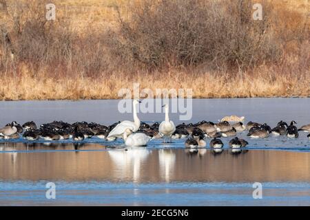 Gemischte Herde Kanadagänse (Branta canadensis) und Trompeter-Schwäne (Cygnus buccinator) auf gefrorenem Teich, Mitte Winter, E USA, von Dominique Braud/Dembinsk Stockfoto