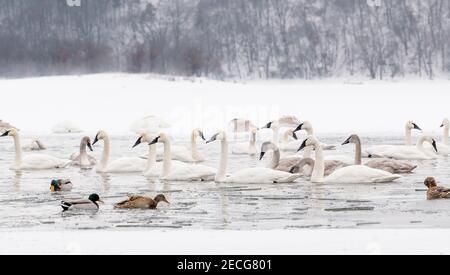 Trompeter Schwäne (Cygnus buccinator) und Mallard Ducks (Anas platyrhynchos), Winter, St. Croix River WI, USA, von Dominique Braud/Dembinsky Photo Assoc Stockfoto