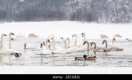 Trompeter Schwäne (Cygnus buccinator) und Mallard Ducks (Anas platyrhynchos), Winter, St. Croix River WI, USA, von Dominique Braud/Dembinsky Photo Assoc Stockfoto