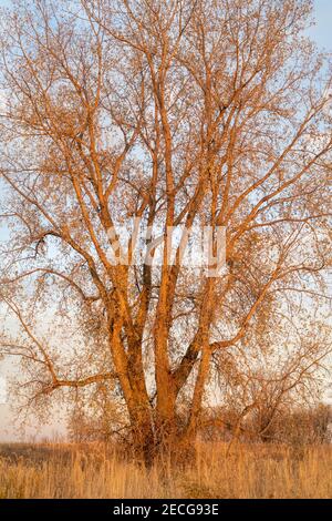 Östliches Baumwollholz (Populus deltoides) bei Sonnenuntergang, Herbst, E USA, von Dominique Braud/Dembinsky Photo Assoc Stockfoto