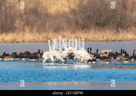 Gemischte Herde Kanadagänse (Branta canadensis) und Trompeter-Schwäne (Cygnus buccinator) auf gefrorenem Teich, Mitte Winter, E USA, von Dominique Braud/Dembinsk Stockfoto