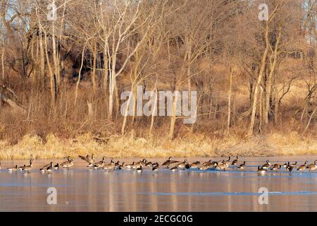 Kanadagänse (Branta canadensis) auf Eis ruhend, Teich, Frühwinter, E USA, von Dominique Braud/Dembinsky Photo Assoc Stockfoto