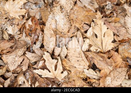 Eichen- und Ulmenblatt-Wurf auf leicht schneebedecktem Waldboden, E USA, von Dominique Braud/Dembinsky Photo Assoc Stockfoto