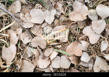 Östliche Baumwollholzblätter (Populus deltoides), auf Waldboden, Aue, E USA, von Dominique Braud/Dembinsky Photo Assoc Stockfoto