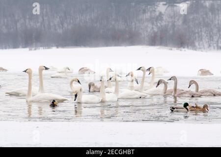 Trompeter Schwäne (Cygnus buccinator) und Mallard Ducks (Anas platyrhynchos), Winter, St. Croix River WI, USA, von Dominique Braud/Dembinsky Photo Assoc Stockfoto